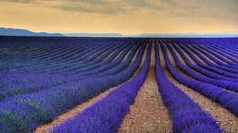 Lavender Desktop Background Wallpaper High Definition Quality