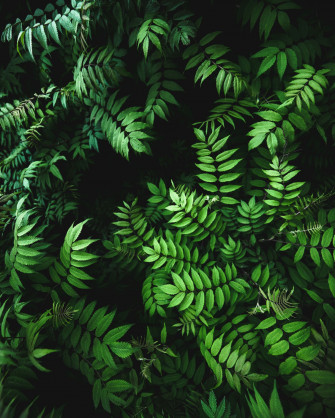 Wallpaper Texture Green Leaf Fern Cute