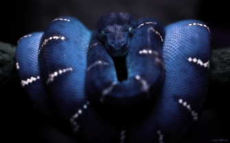 Anaconda Wallpaper