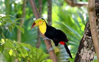 Tropical Bird X Animals Photography Miriadna