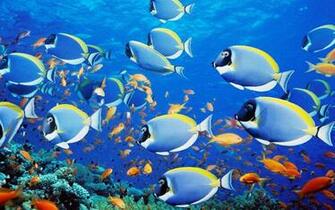 Aquarium Live Wallpaper Screenshot