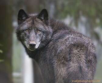 Black Timber Wolf Wallpaper