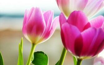 Tulips Spring Covers Wallpaper HD