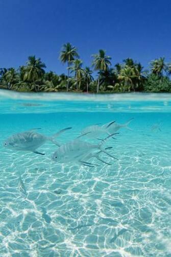 iPhone iPhone4 Beautiful Nature Background Picture High Quality