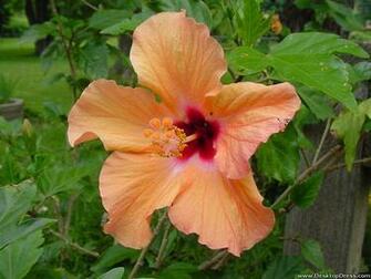 Desktop Wallpaper Flowers Background Hibiscus