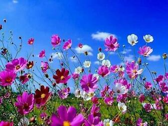 Spring Flowers Wallpaper HD Beautiful Black And White