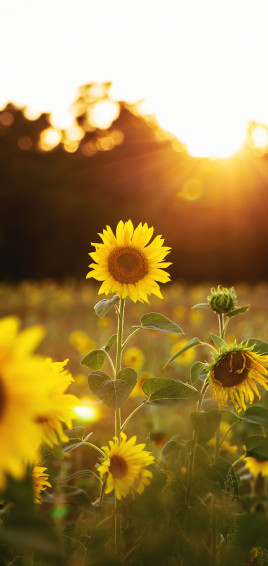 Wallpaper Id Earth Sunflower Phone Yellow