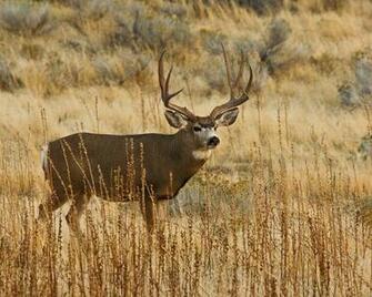 Mule Deer