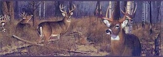 Big Buck Wallpaper Border Fz4460bdb