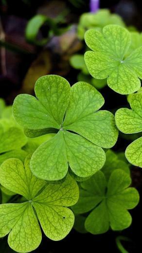 Green Leaves Clover Plant iPhone 6s Plus