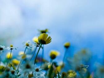 For Teal And Yellow Flowers Displaying Image
