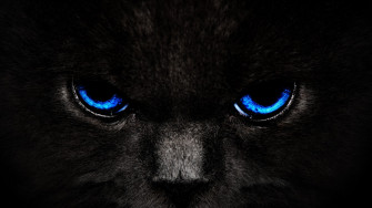 Dark Eyes Wallpaper