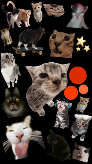 Cat Meme Wallpaper