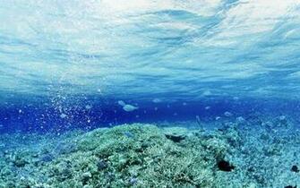 Live Wallpaper Under Sea Aquarium