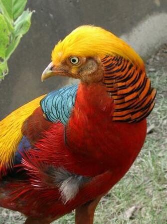 File Golden Pheasant Jpg