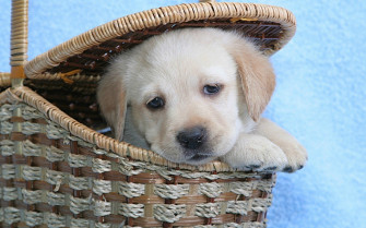 Cute Labradors Puppies HD Wallpaper
