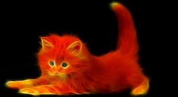 Fire Cat Wallpaper Unusual Animals Warrior
