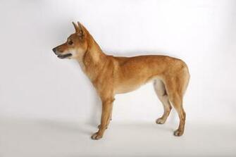 Dingo Wallpaper Background