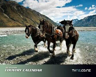Clydesdale Wallpaper