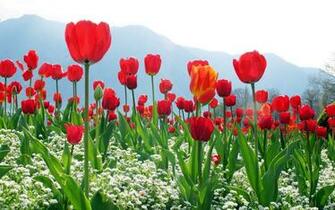 Tulip Flowers Wallpaper Net
