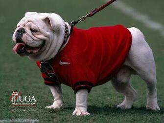 Uga Bulldog Go Dawgs Wallpaper