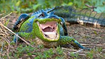 Alligator