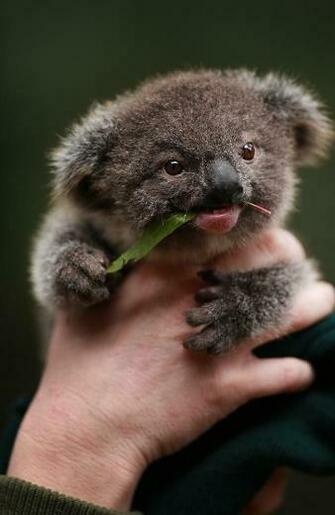 Cute Animals Funny Puppy Kittens Cats Deer Cuteness Wild Wildlife