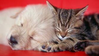 Animals Cats Kittens Dogs Puupy Cute Wallpaper