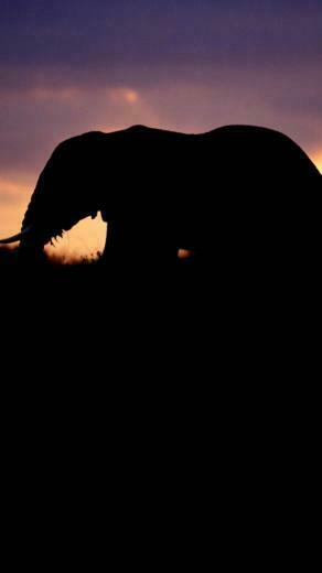Elephant Silhouetted At Twilight Wallpaper iPhone