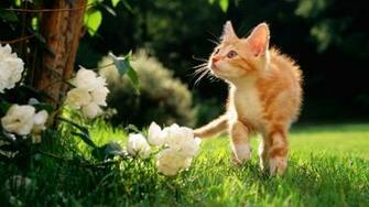 Spring HD Wallpaper High Definition Quality