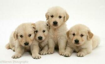 Cute Golden Retriever Puppy Pictures HD Wallpaper And