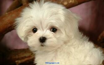 Maltese Puppies Wallpaper The Dog Best