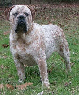 Cute Olde English Bulldogge Photo And Wallpaper Beautiful