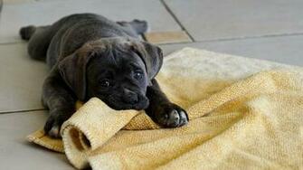 Labrador Retriever Wallpaper Dogs Desktop