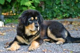 Tibetan Mastiff HD Wallpaper