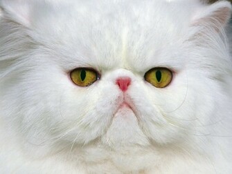 Angry Cat Wallpaper Desktop