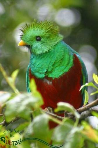 Fondos De Pantalla Aves Quetzal Macho HD Walls Find Wallpaper