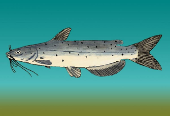 Channel Catfish Wallpaper Help By Collecting Yu Gi Oh