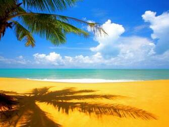 Sunny Palm Tree Beach HD Wallpaper