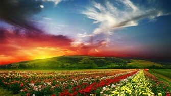 Nature Wallpaper