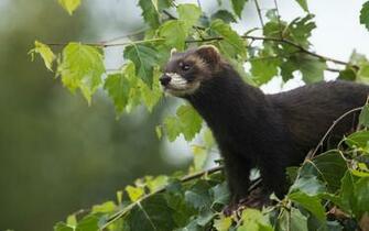 Ferret Computer Wallpaper Desktop Background