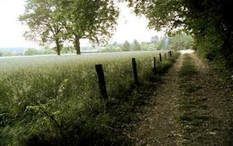 Forest Path Wallpaper Stock Photos
