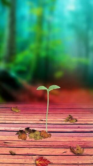 Wallpaper Phone Seeds Sprouting Samsung