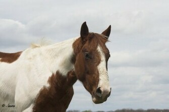Paint Horse Wallpaper
