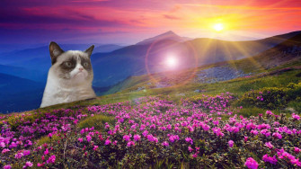 Grumpy Cat Wallpaper