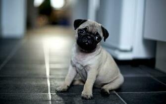 Coders Explore The Collection Dogs Animal Pug