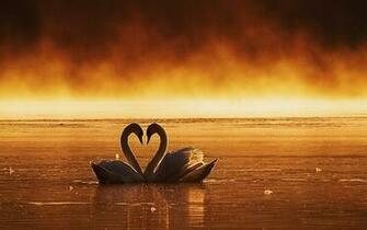 Loving Swans Couple Alone HD Wallpaper Best Love