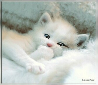 Animal Cat Very Cute Animals Cats HD Desktop Wallpaper