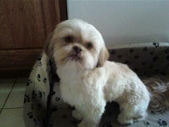 Shih Tzu Dogs Wallpaper