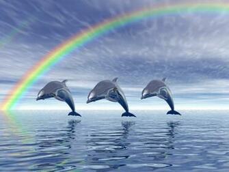 Wallpaper Dolphin HD Background Desktop